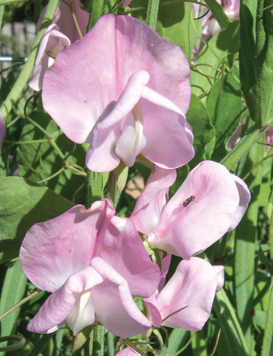 Sweet peas Wretham Pink