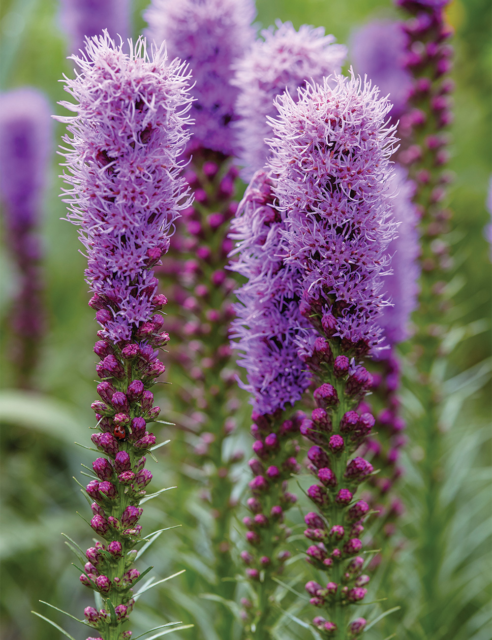 Liatris Blazing Star