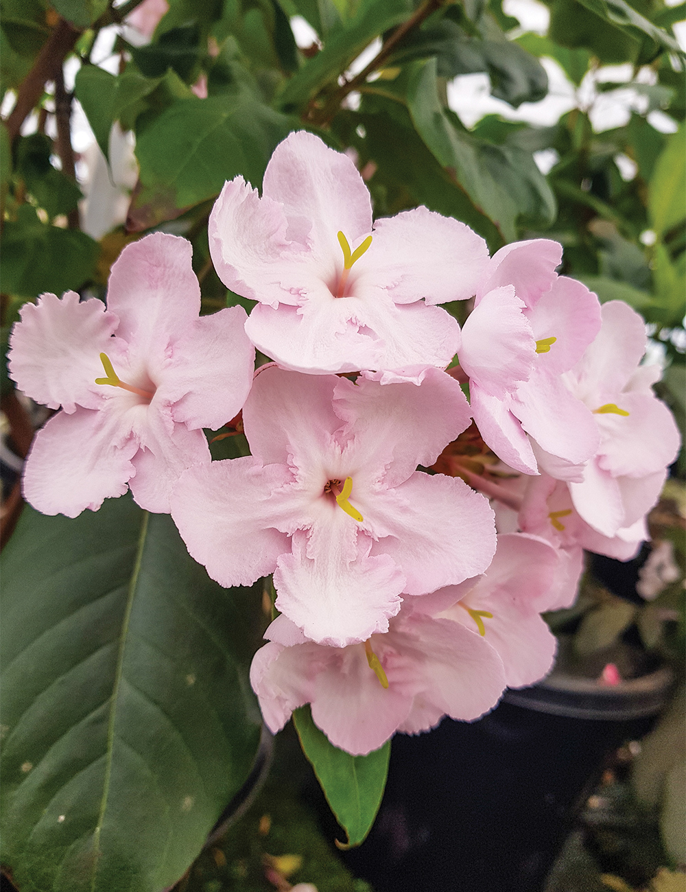 Luculia 'Early Dawn'