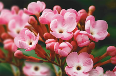 Luculia Pink Spice