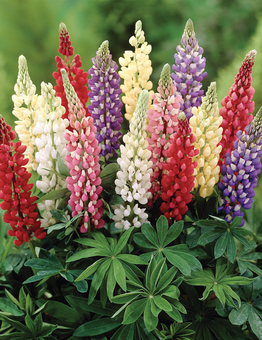 Russell Lupins Mixed 'Minarette'