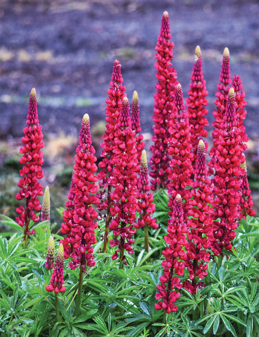 Russell Lupin 'Carmine'