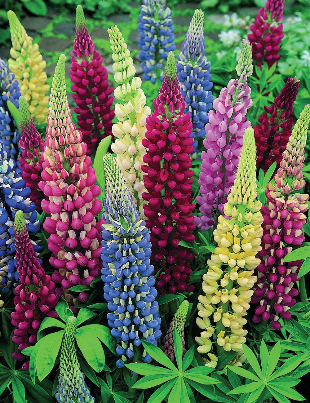 Russell Lupins Mixed