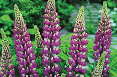 (19C) Russell Lupins Purple