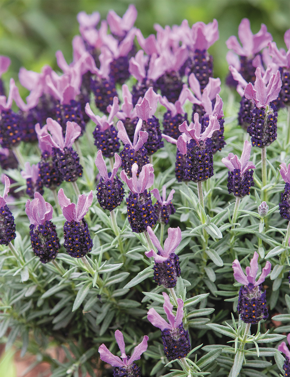 Lavender La Diva 'Big Night'