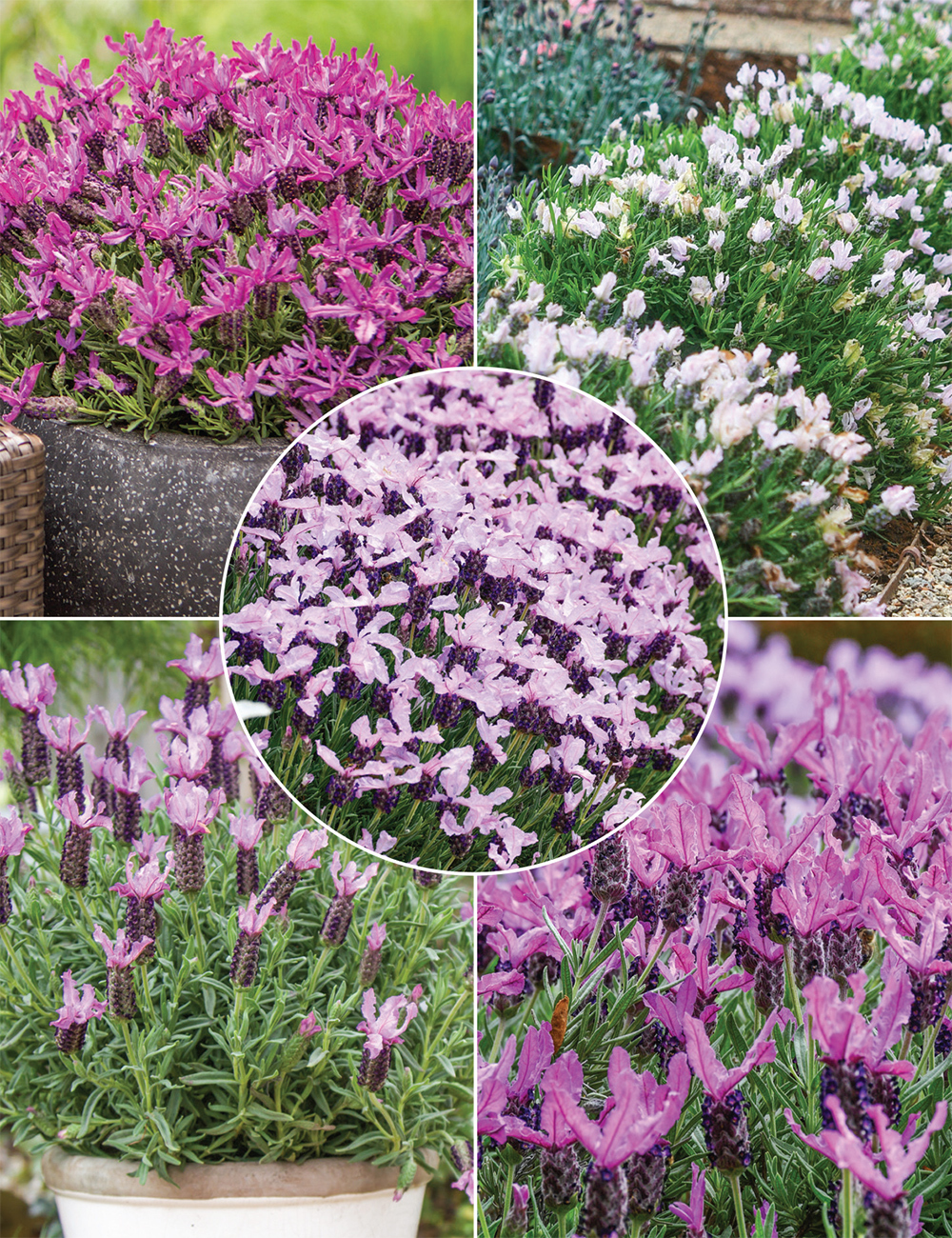 Lavinnova Lavenders Collection