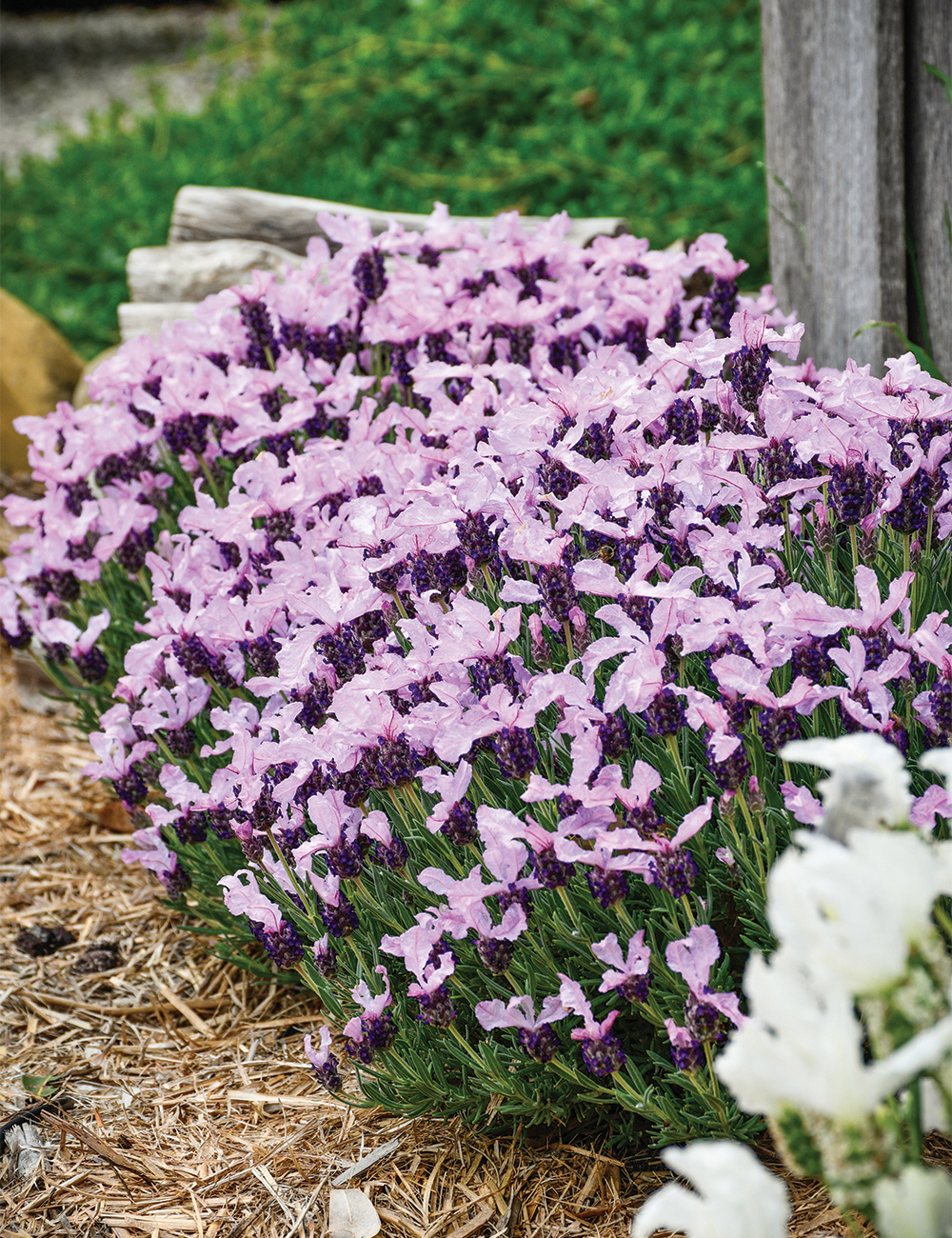Lavinnova Lavender 'Pinkberry Ruffles'