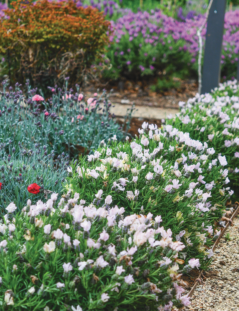 Lavinnova Lavender 'Blushberry Ruffles'