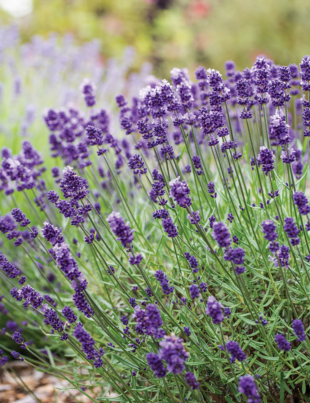 Lavender 'English Summer Purple'