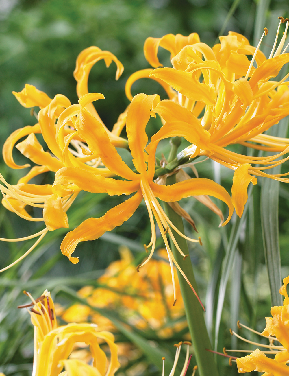 Lycoris 'Aurea'