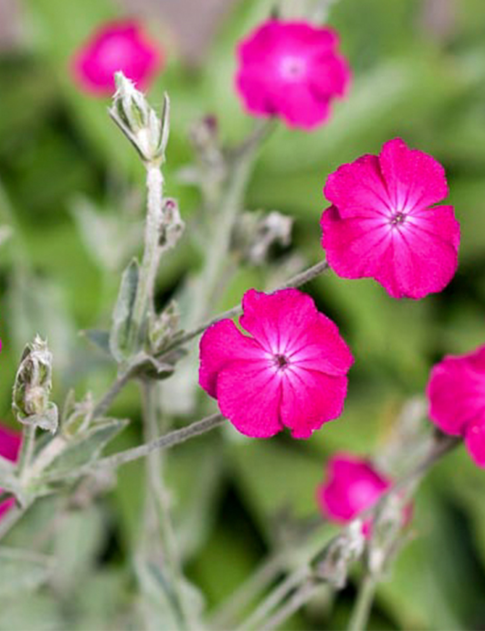 Rose Campion