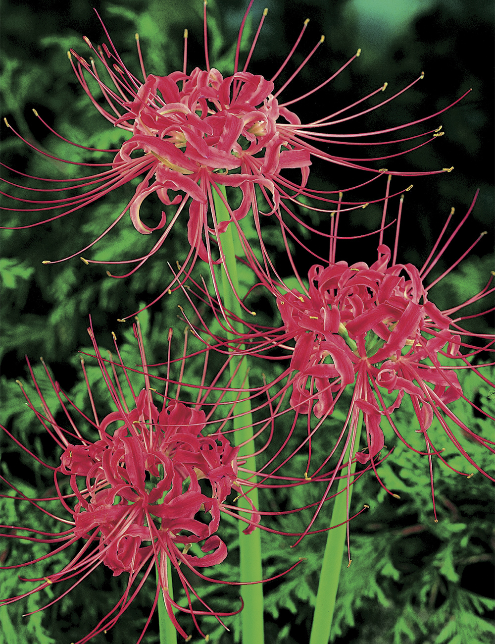 Japanese Spider Lily