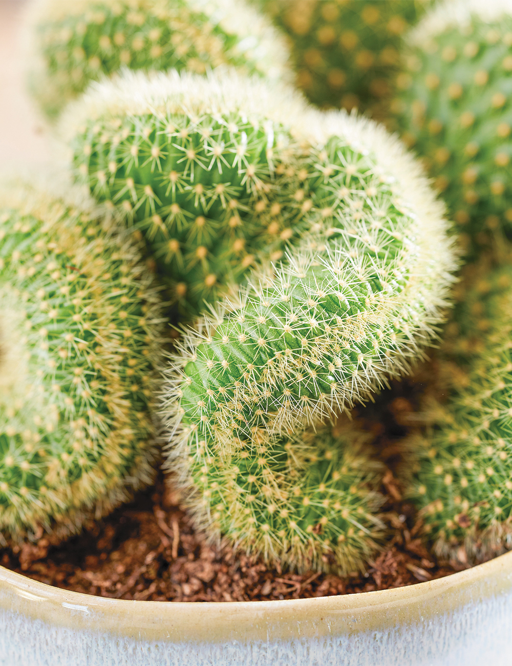 Little Suns Cactus Tesselaar