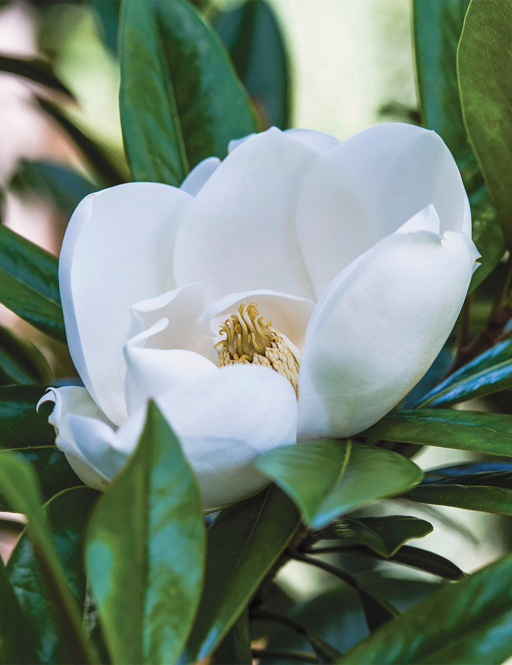 Magnolia 'Exmouth'