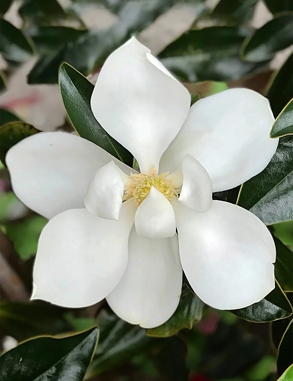 Magnolia Little Gem