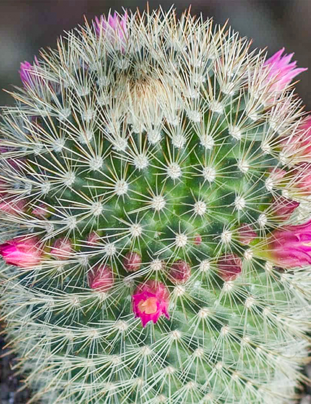 Bristle Brush Cactus