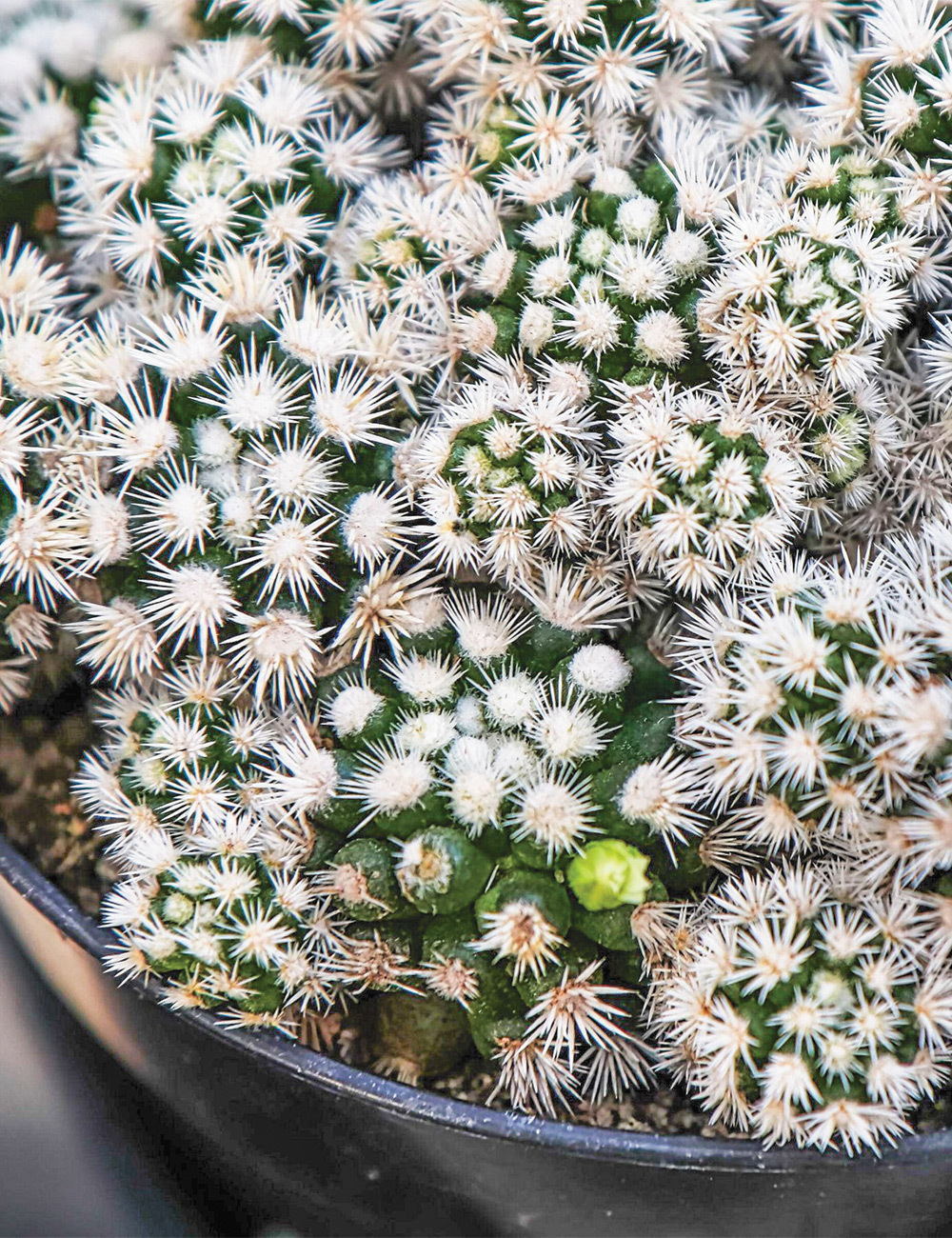 Thimble Cactus 'Arizona Snowcap'