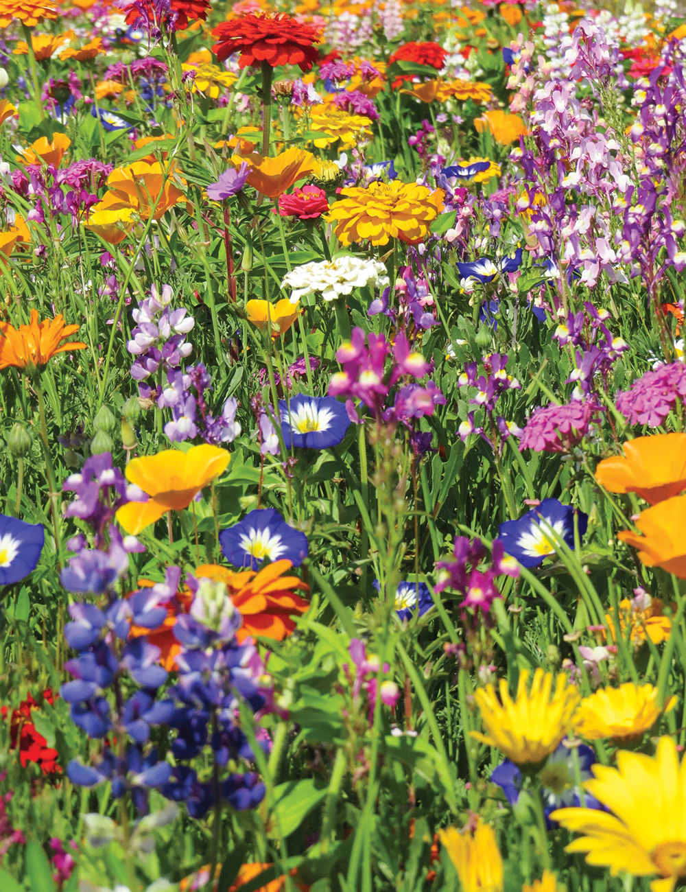 Meadow Seed Carpet of Flowers