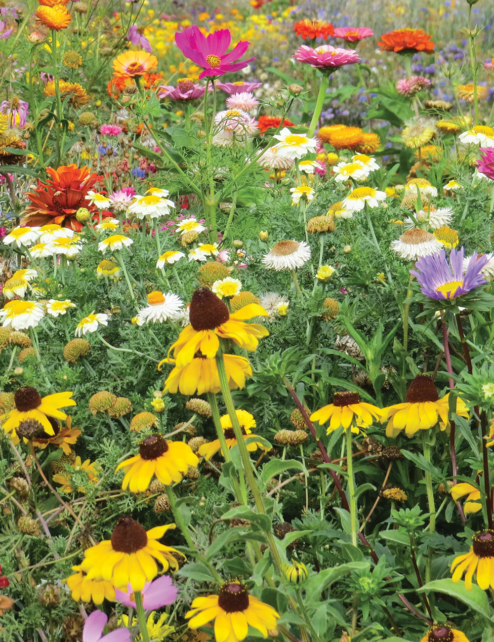 Wild Meadow Flower Seed Endless Summer