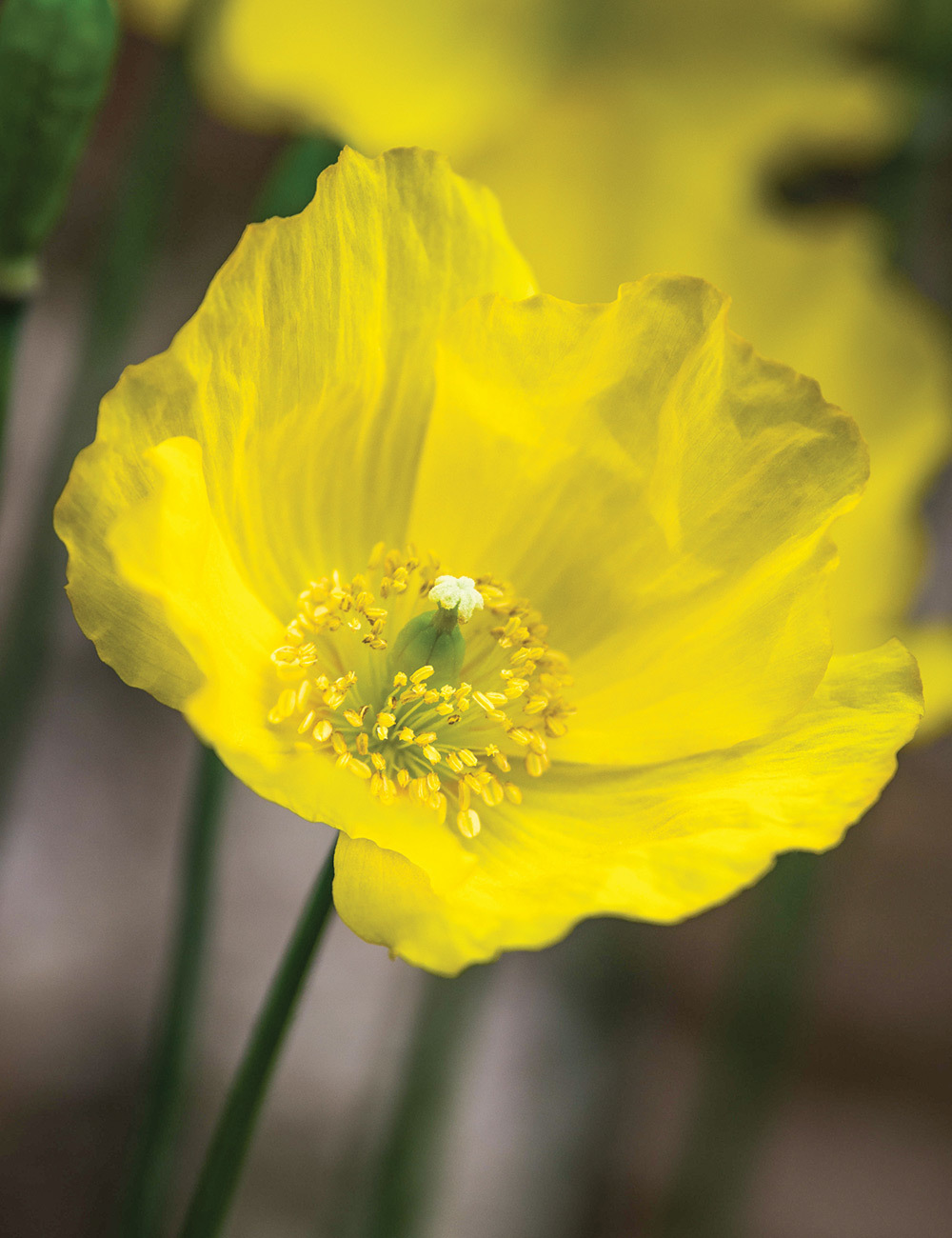 Welsh Poppy