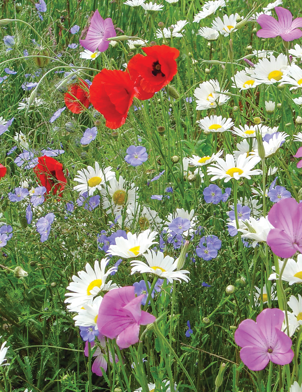 Meadow Seed Field of Dreams