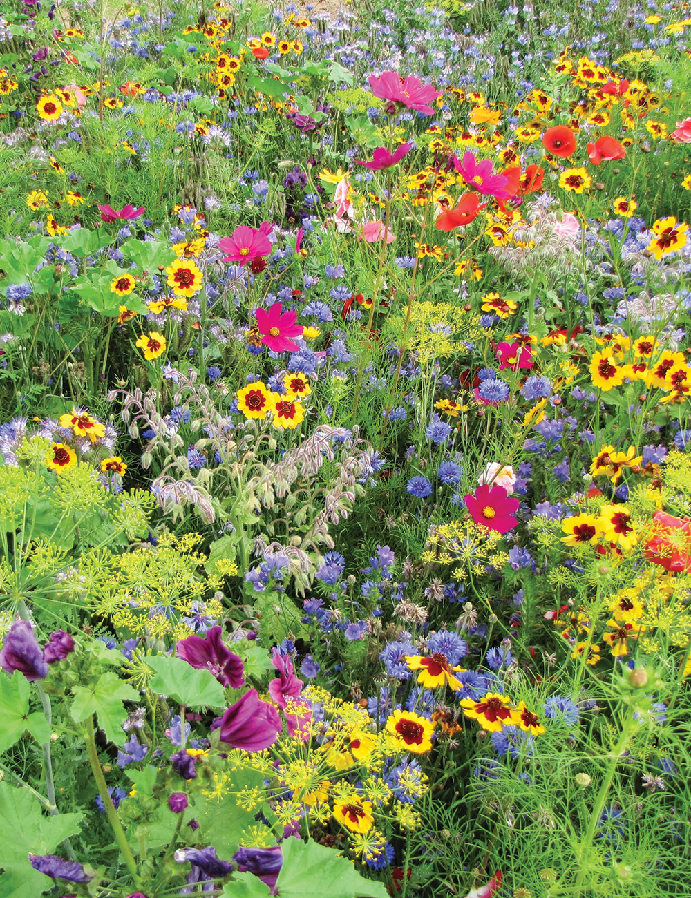 Meadow Seed Sugar and Spice