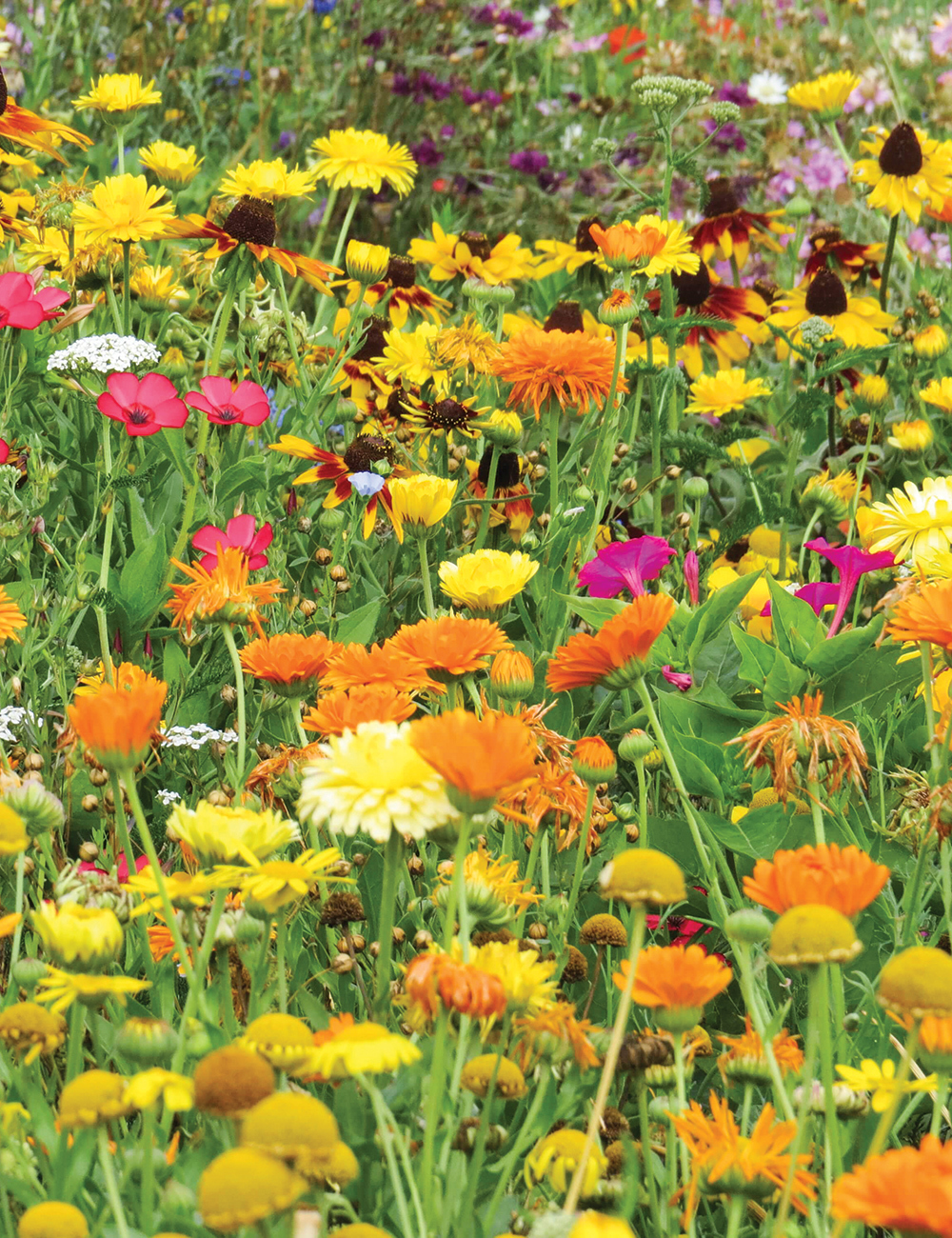 Wild Meadow Flower Seed Rugged Grandeur