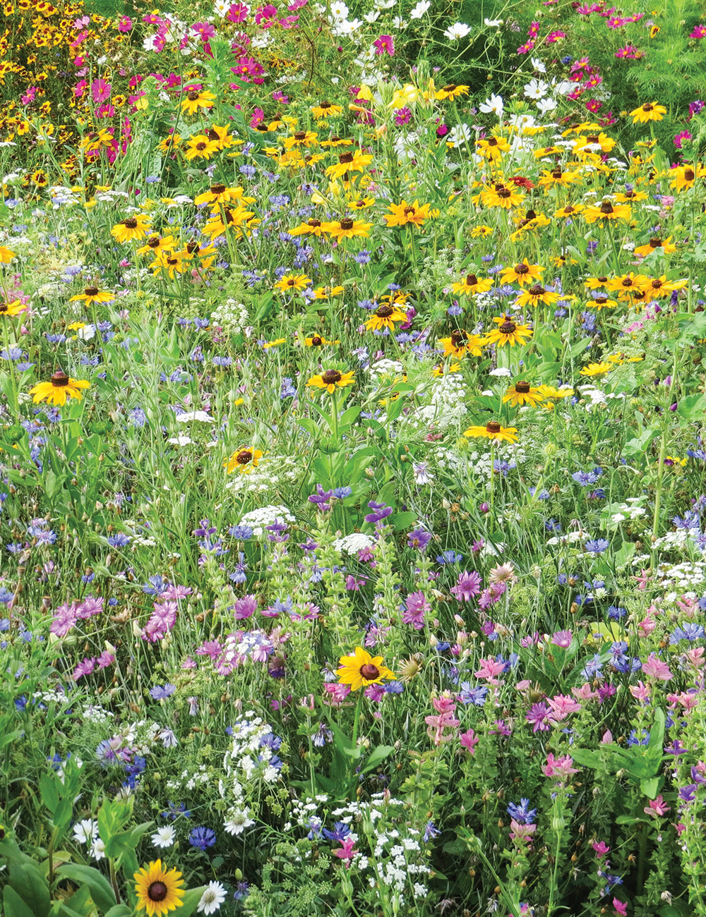 Meadow Seed Monet's Meadow