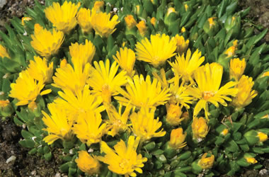 Pigface Golden Sun