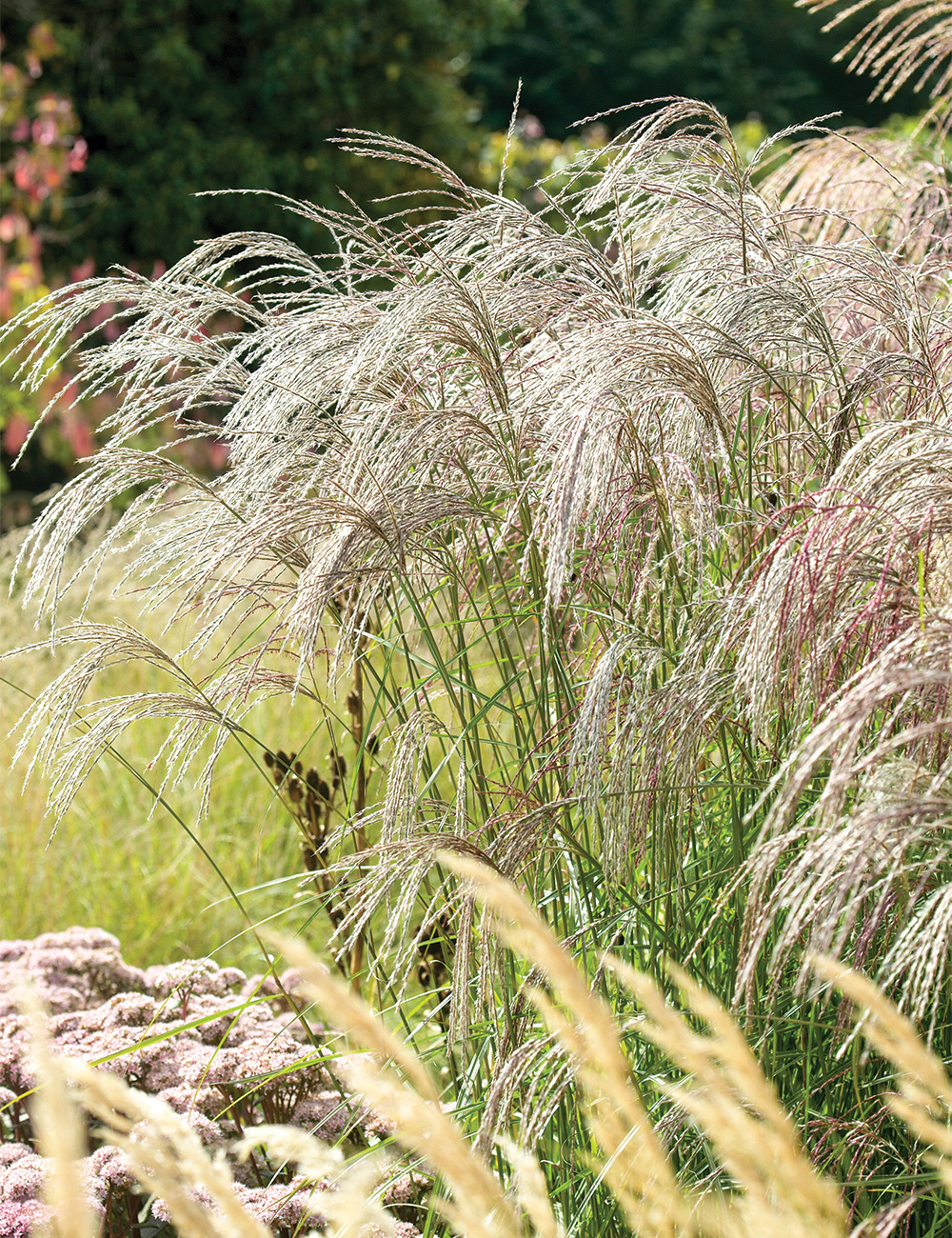 Miscanthus 'Flamingo'