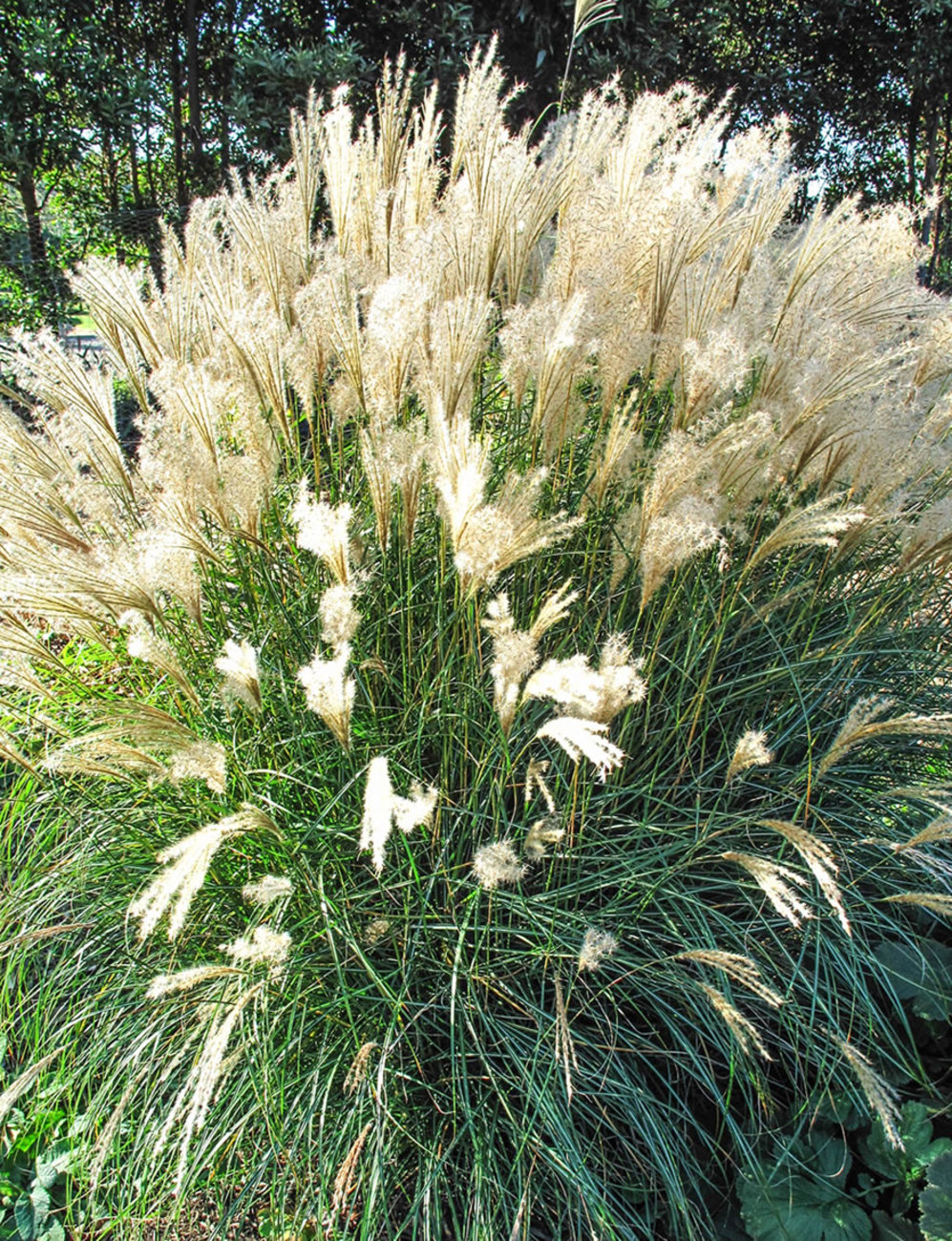Miscanthus Kleine Fontaine