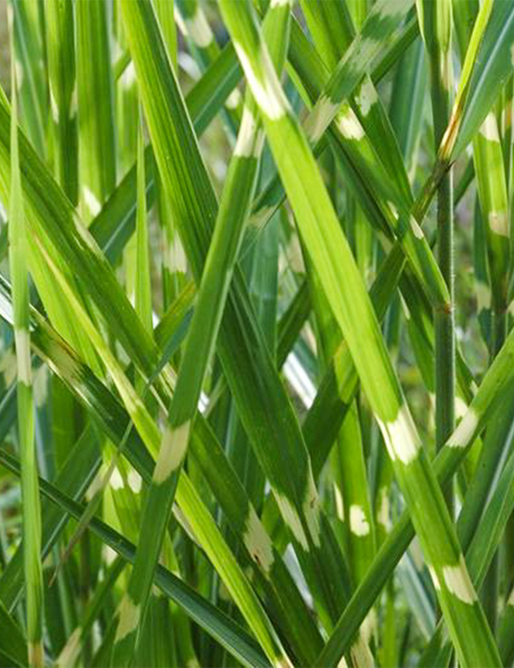 Miscanthus 'Puenktchen'