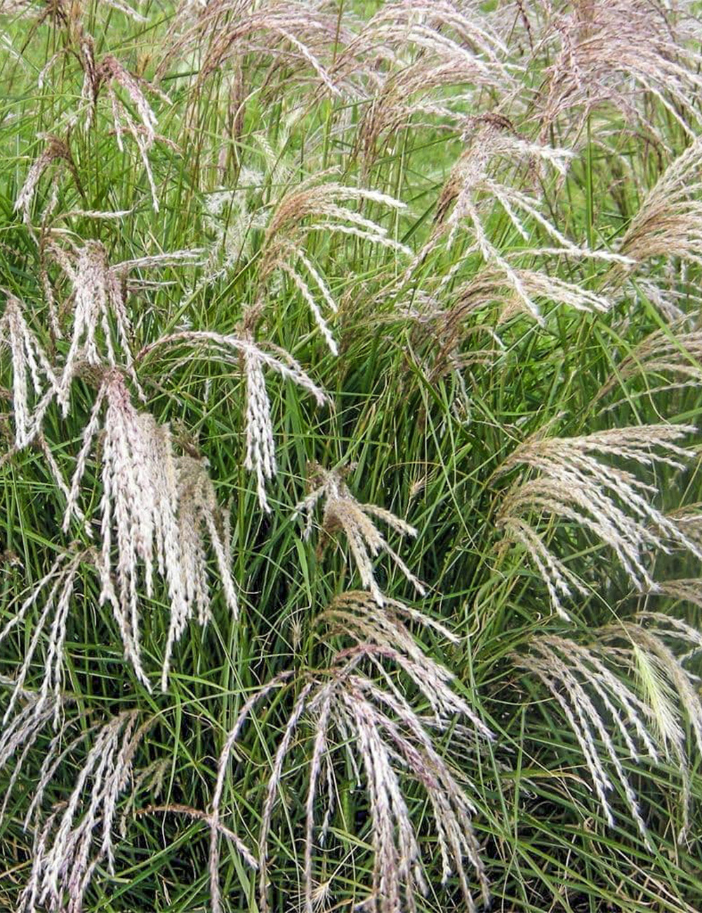 Miscanthus 'Dwarf Yakushima'