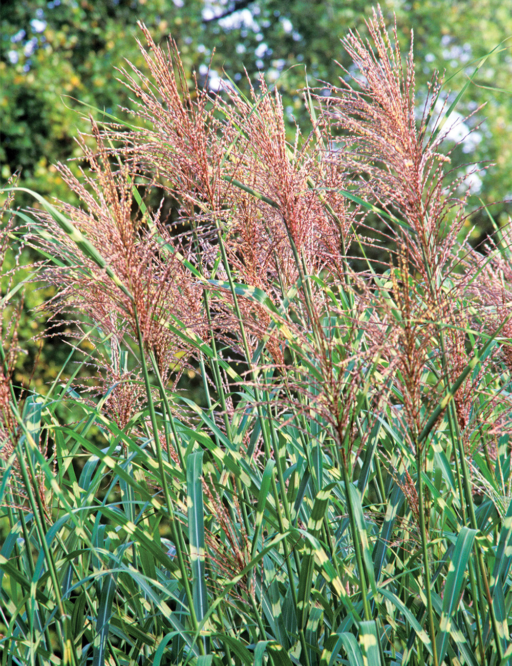 Miscanthus Zebrinus