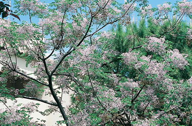 Melia China Berry