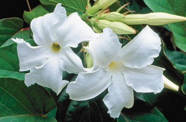 (20B) Chilean Jasmine