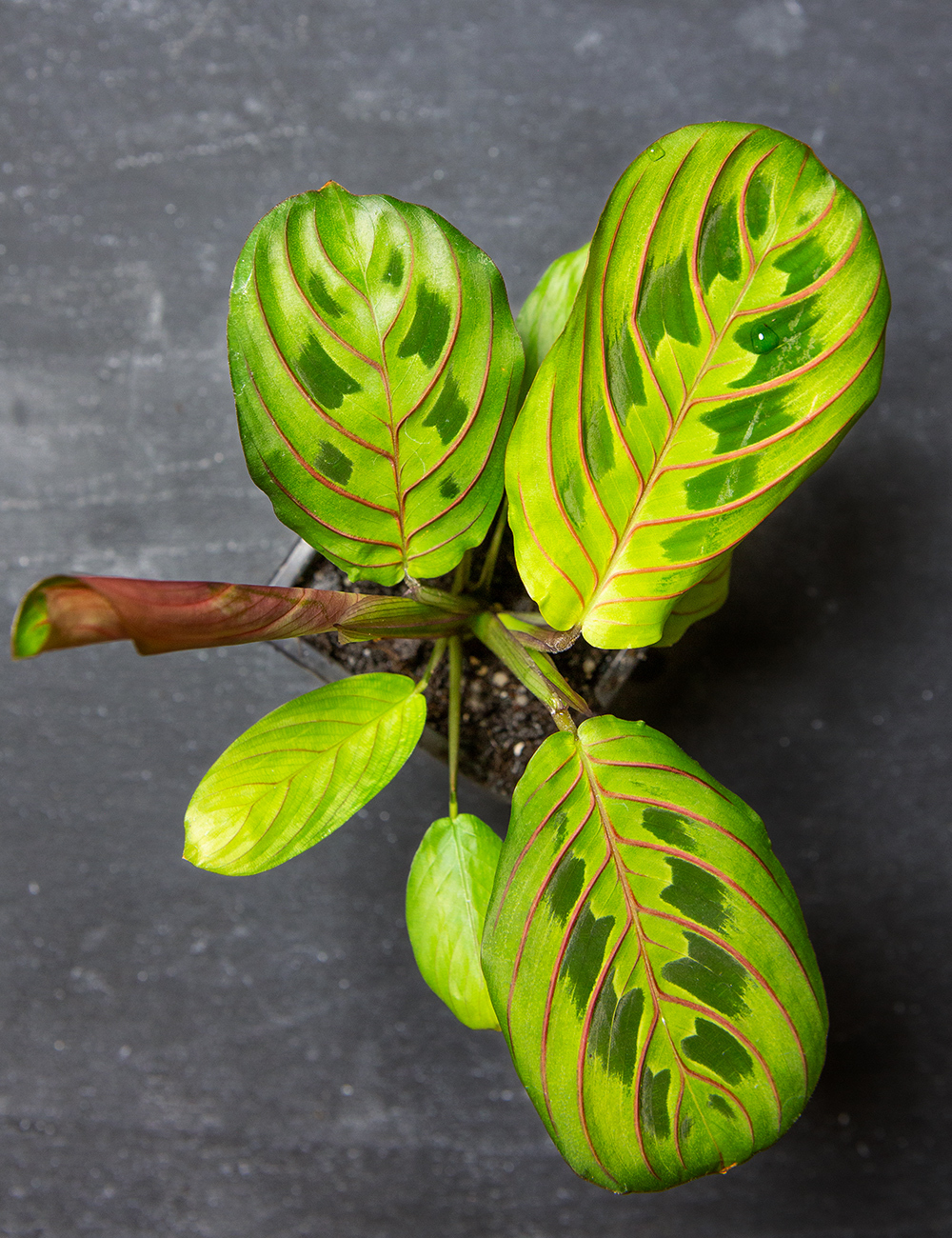 Maranta Red Vein