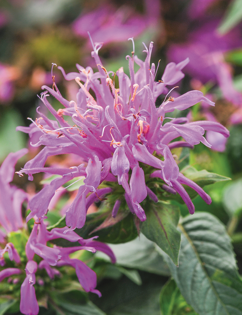 Monarda Balmy Lilac