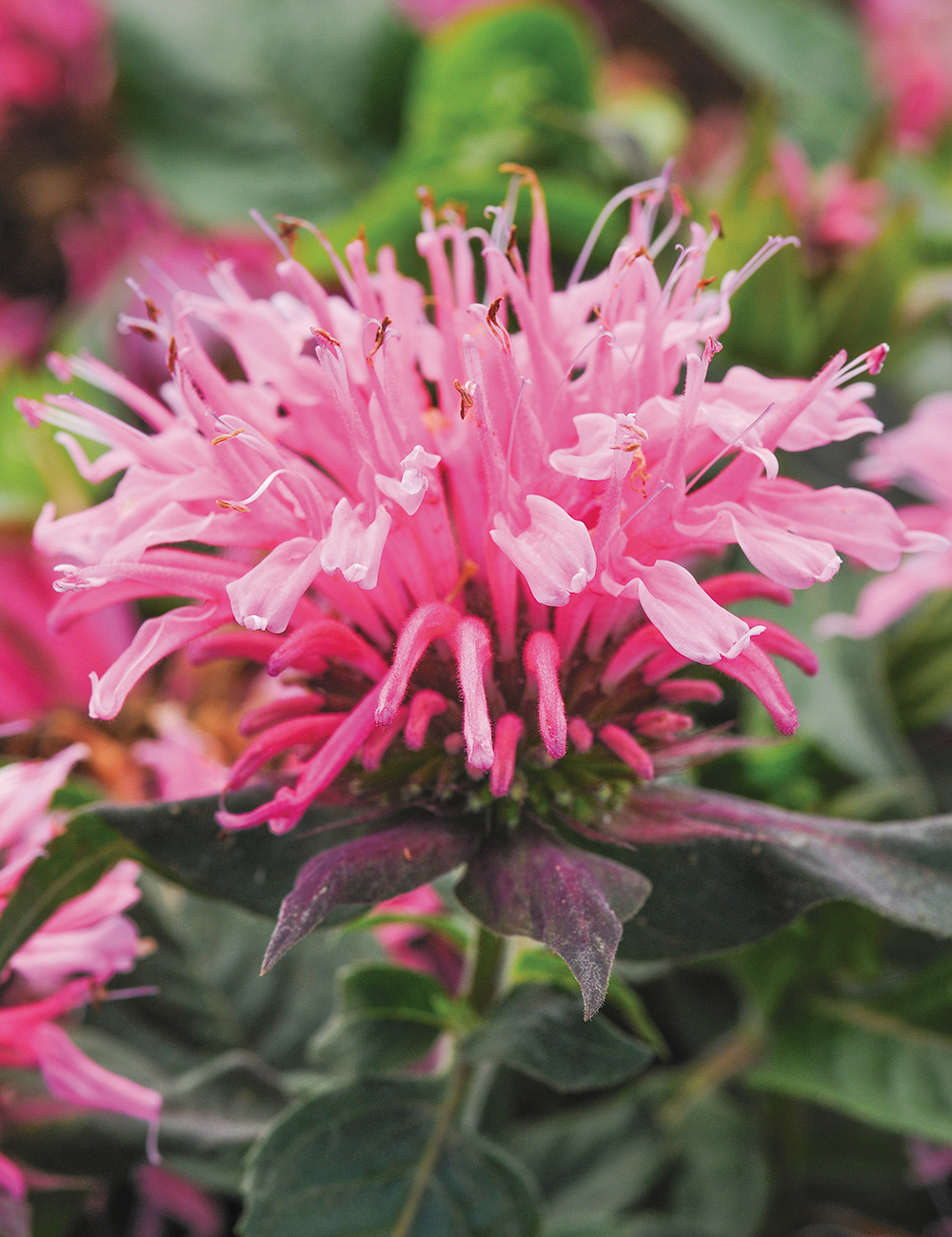 Monarda Balmy Pink