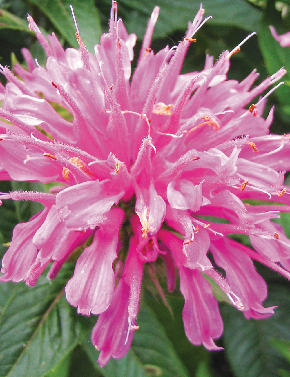 Monarda Balmy Rose