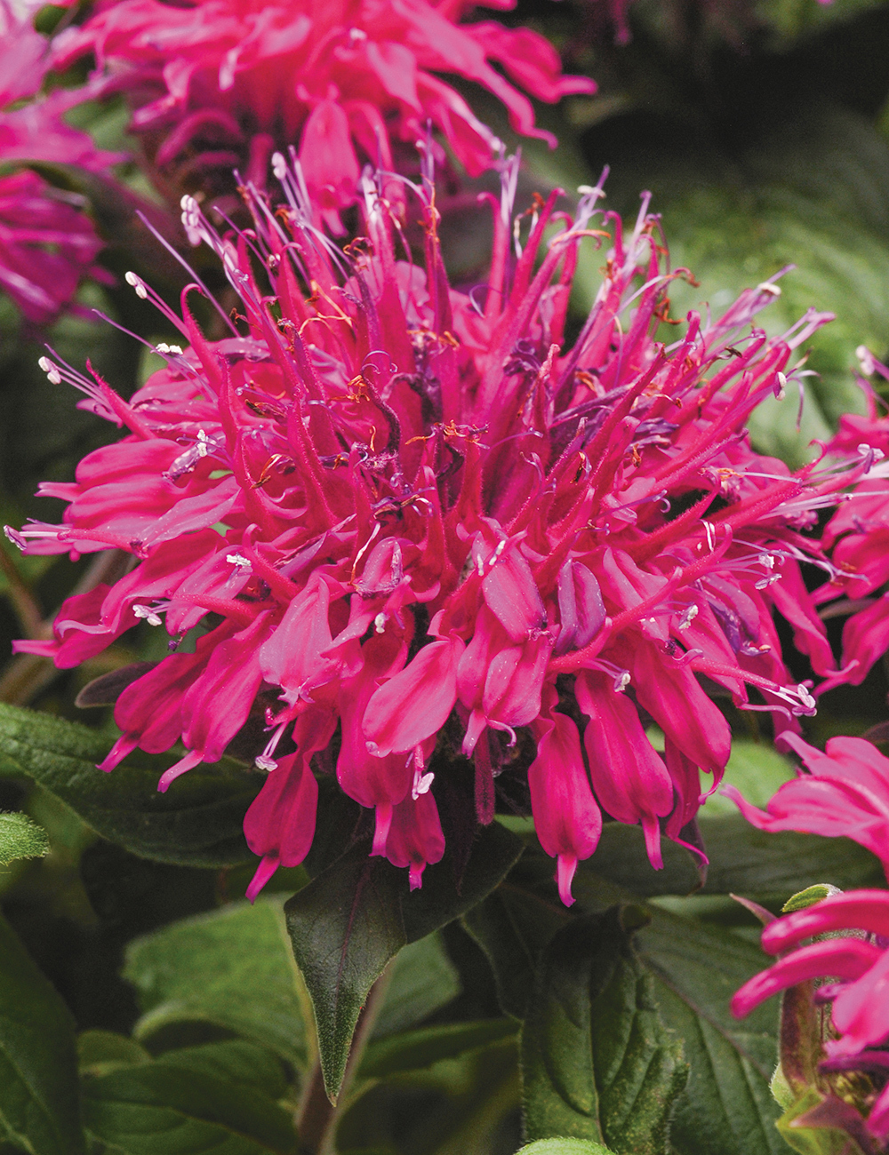 Monarda Balmy Purple