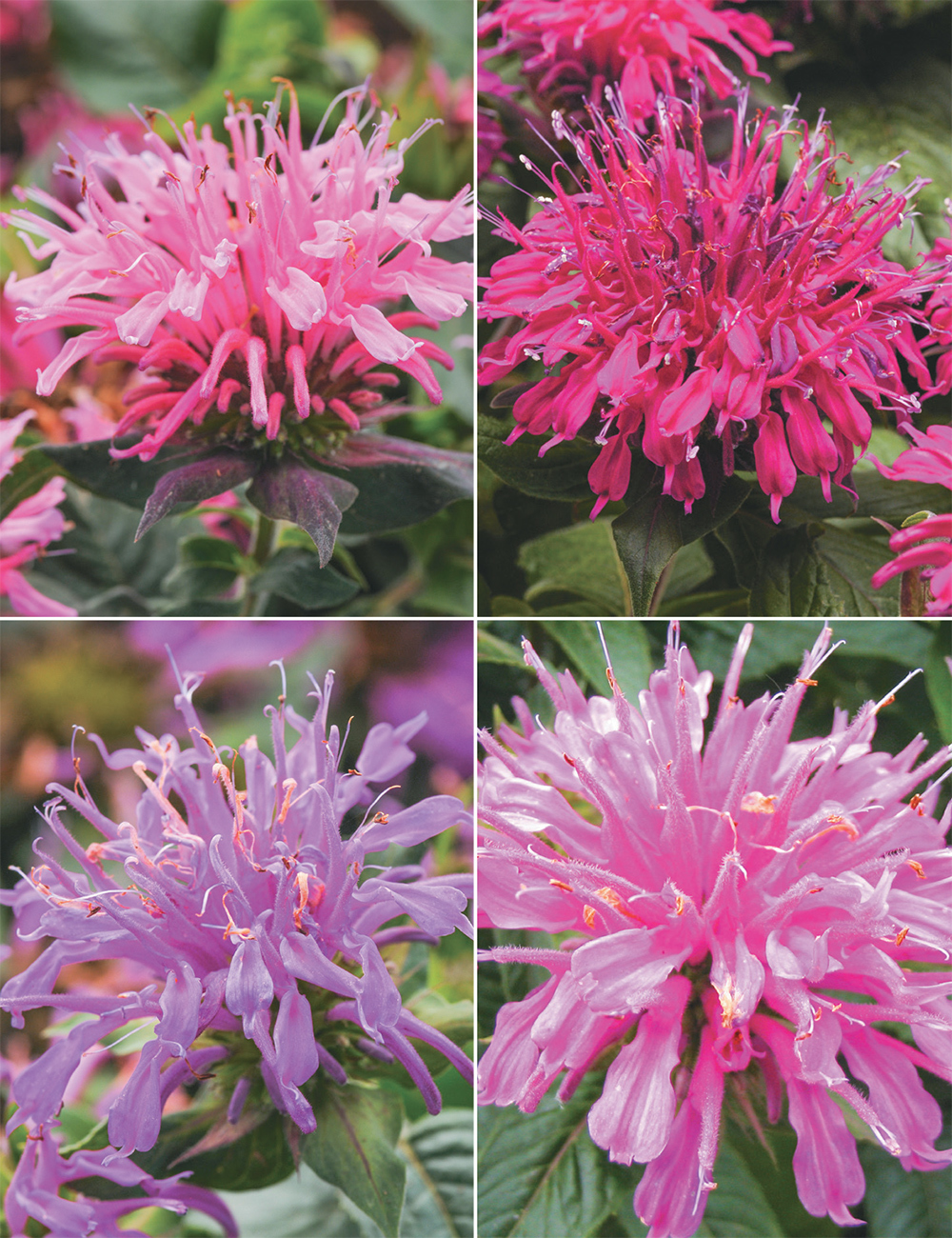 Monarda (reduced) Collection