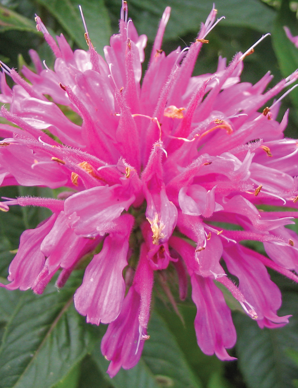 Monarda 'Grand Parade'