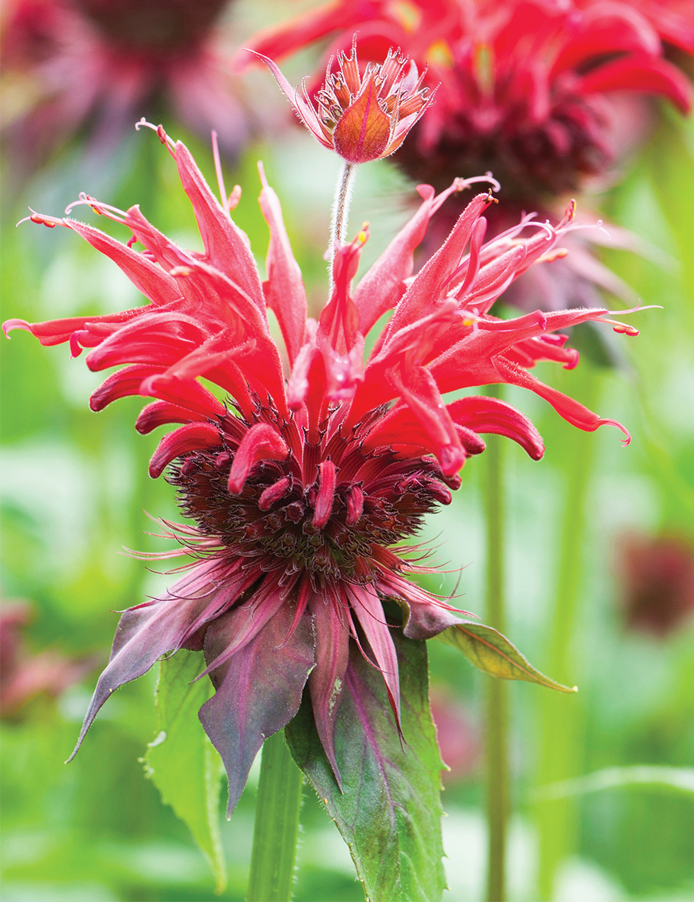 Monarda Gardenview Scarlet