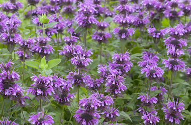 Monarda 'Mohawk'