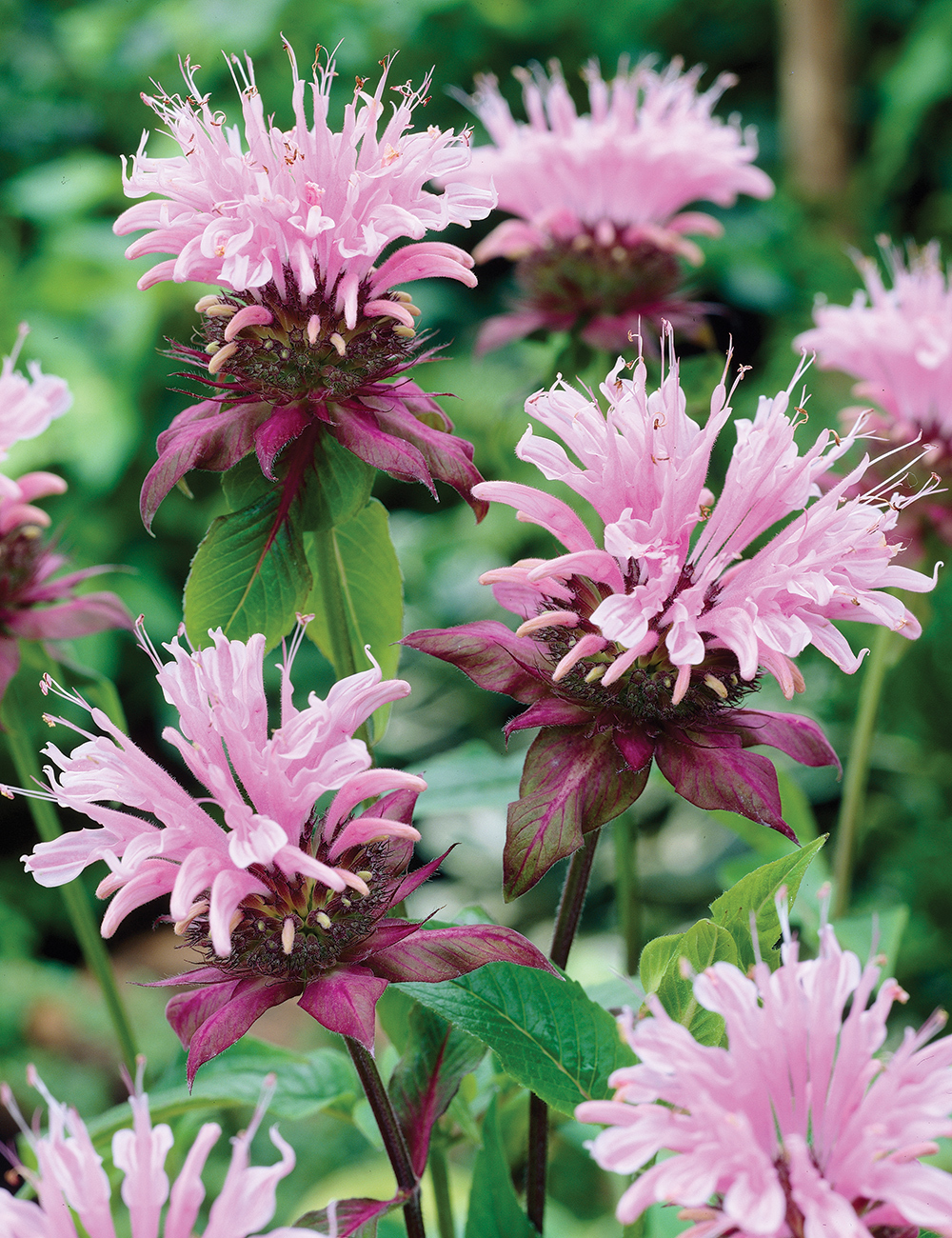 Monarda 'Sahin's Lavender'