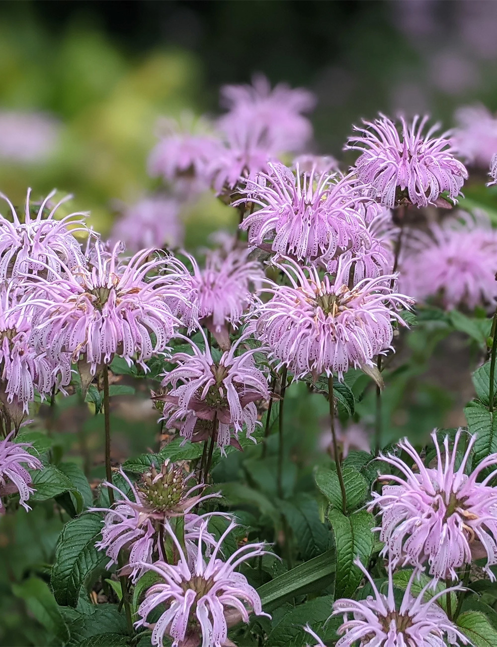 Monarda Wild Bergamot