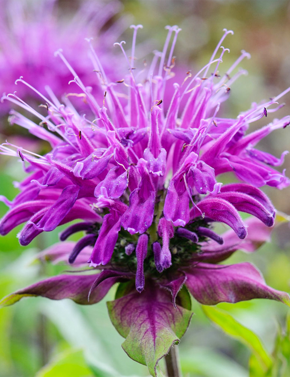 Monarda 'Blue Stocking'