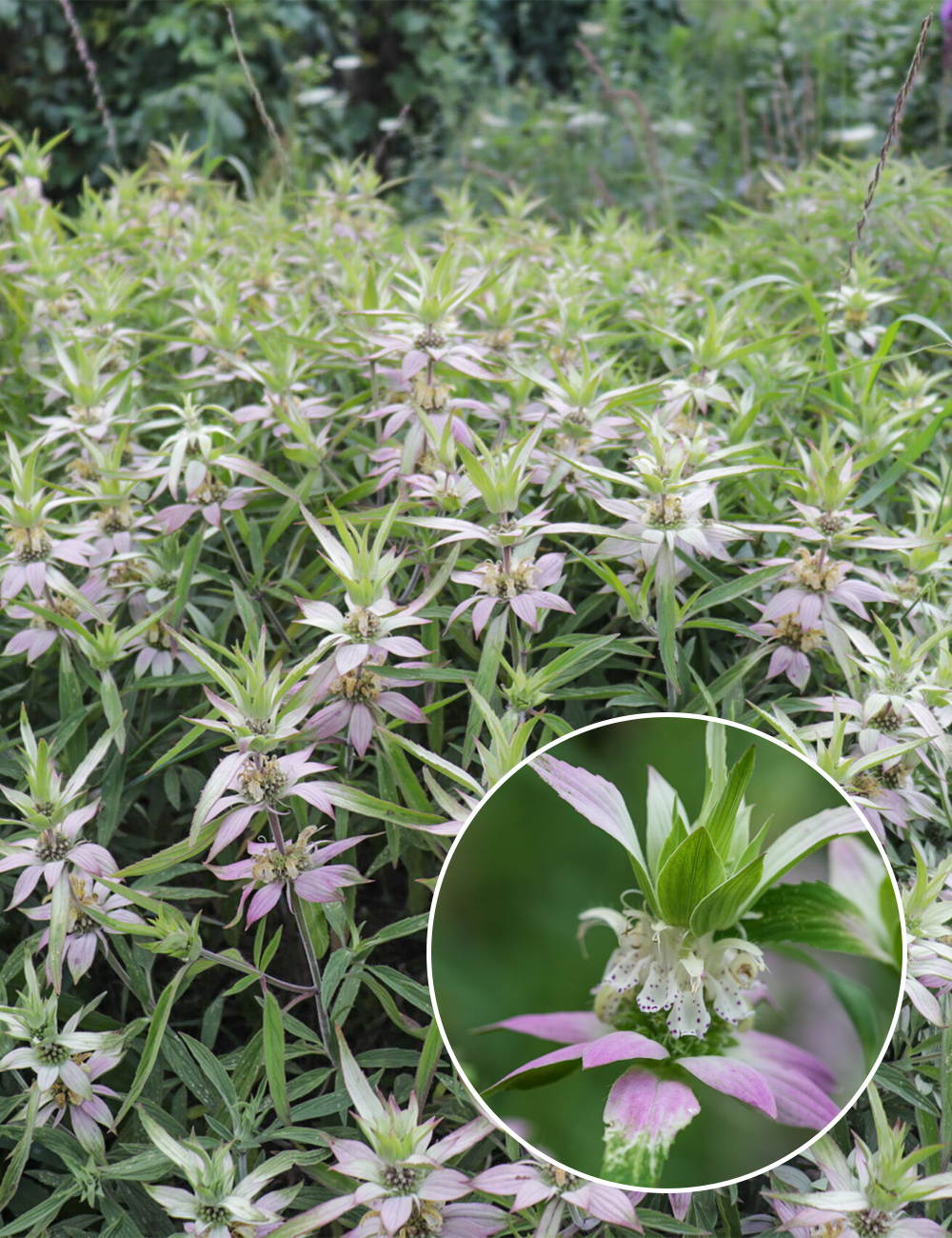 Monarda Spotted Be Balm