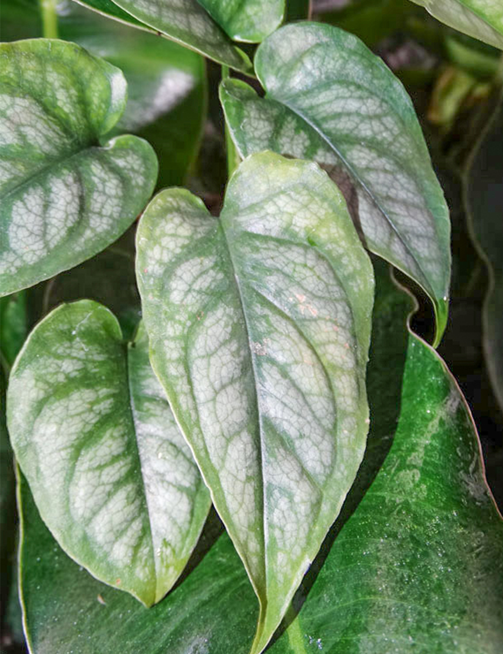 Silver Monstera